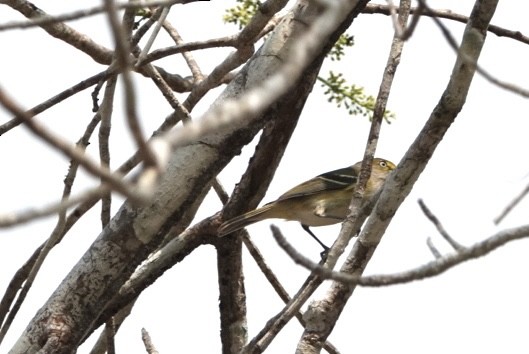 Vireo Ojiblanco - ML616595481