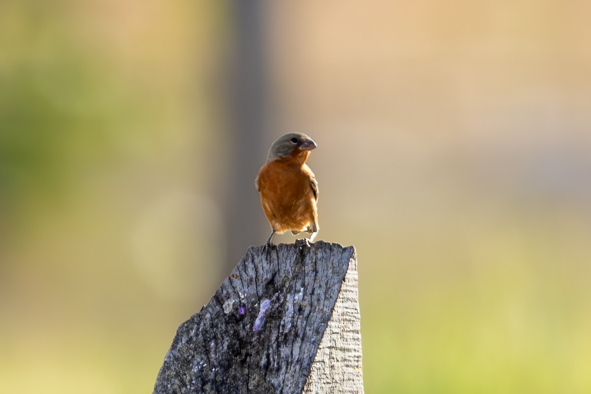 Ruddy-breasted Seedeater - ML616595489