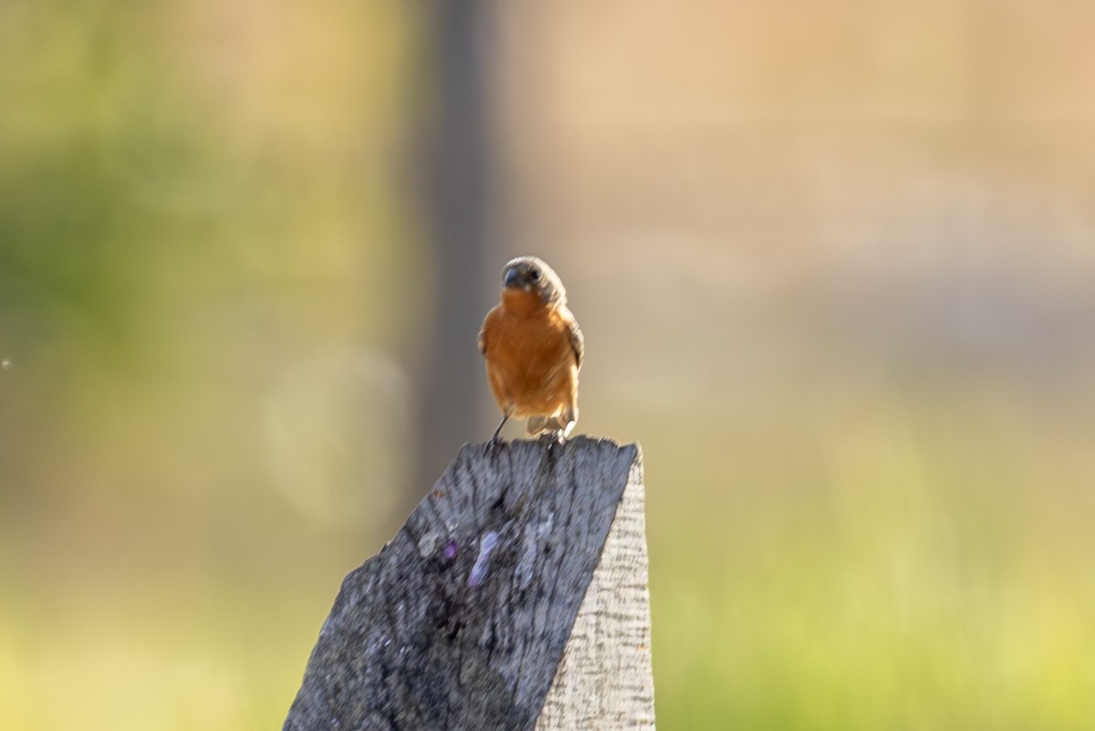 Ruddy-breasted Seedeater - ML616595490