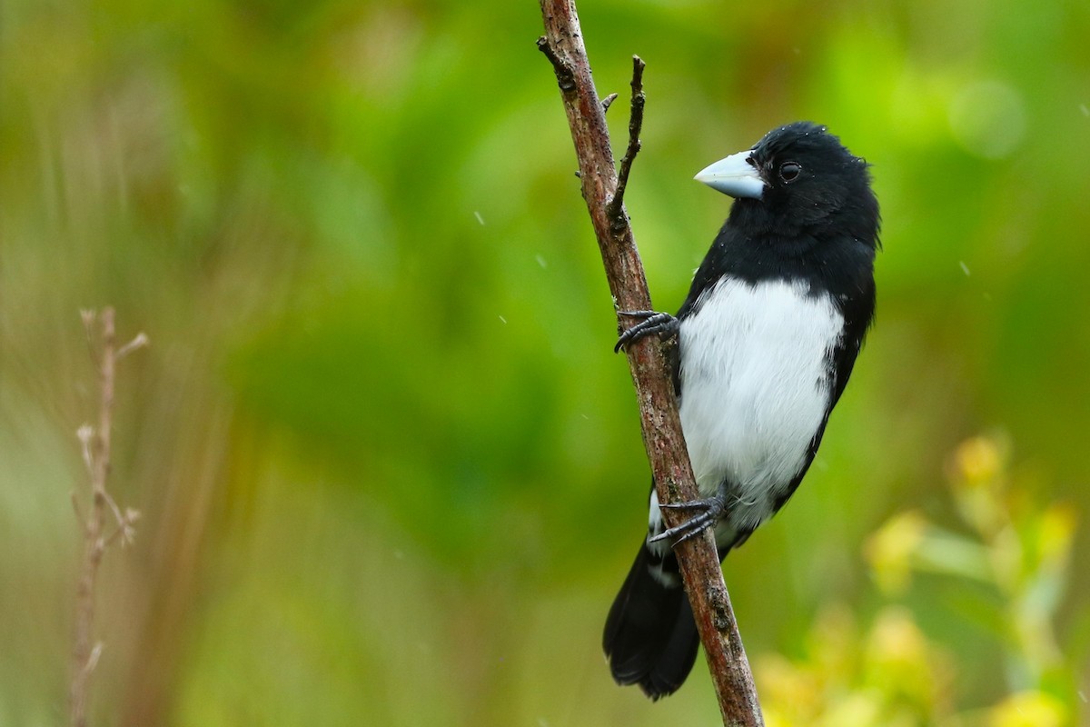 Cone-billed Tanager - ML616595501