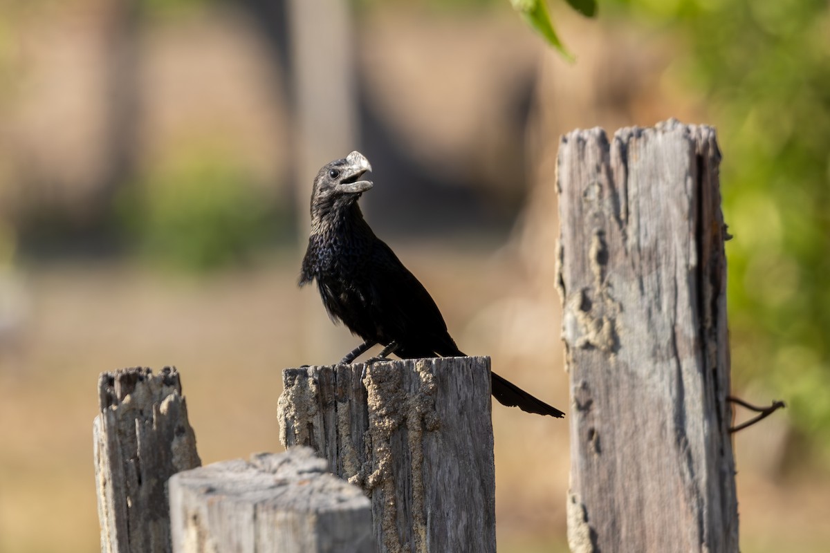 Smooth-billed Ani - ML616595503