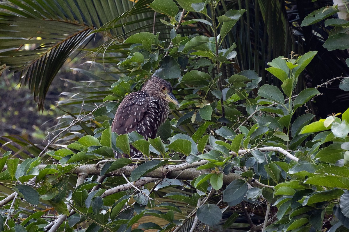 Black-crowned Night Heron - ML616595509