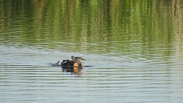 טבלן אפור-לחיים - ML616595587