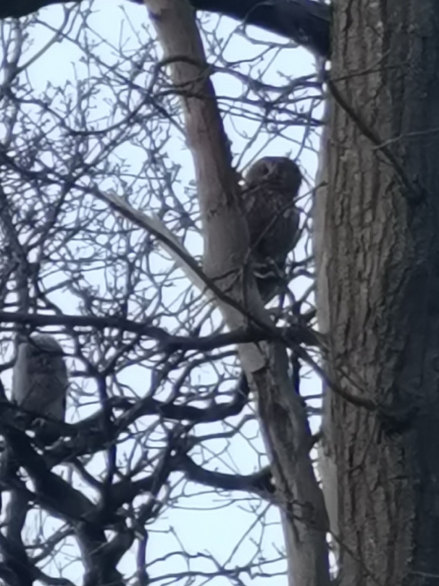 Tawny Owl - ML616595620