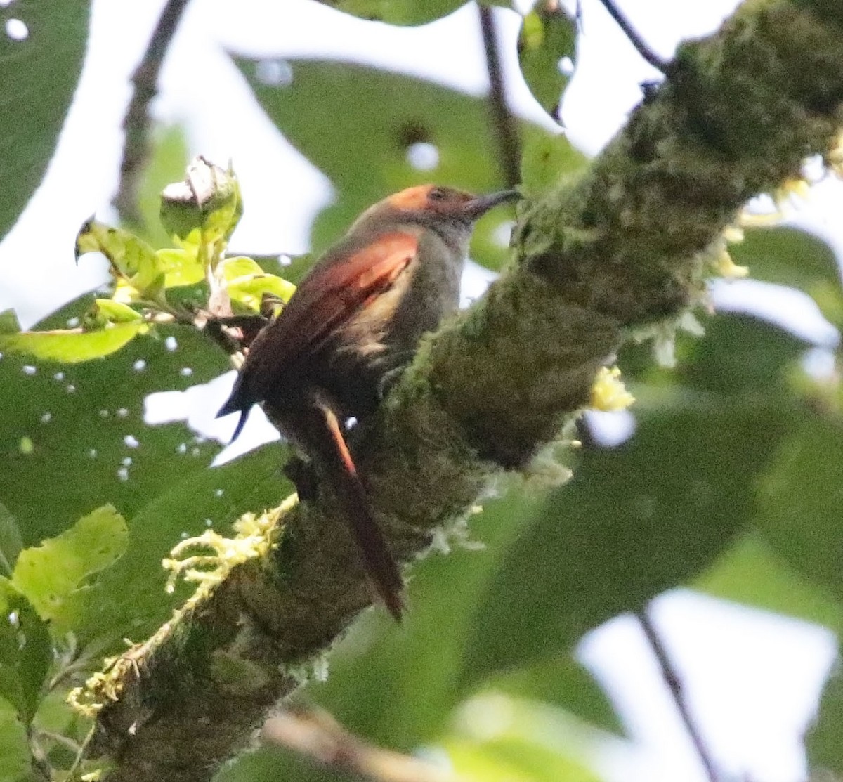 Red-faced Spinetail - ML616595668