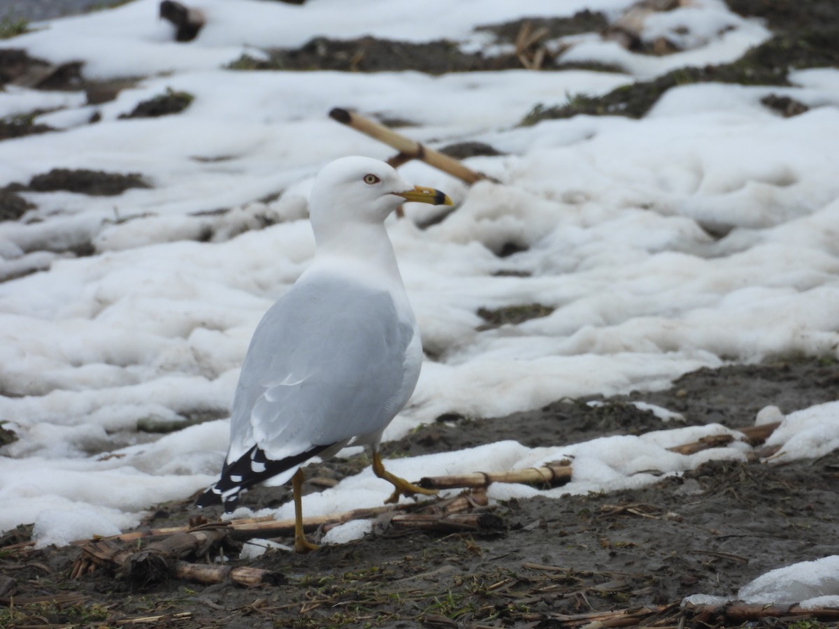 Ring-billed Gull - ML616595669