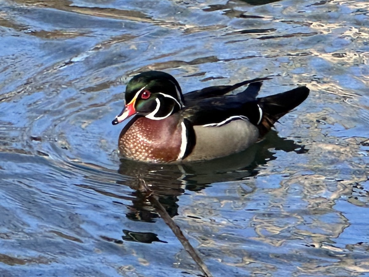 Wood Duck - ML616595692