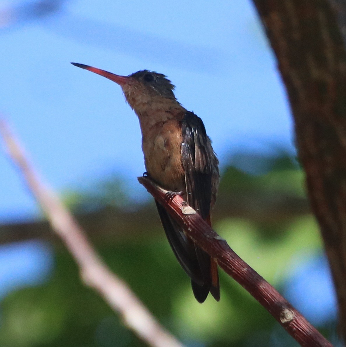 kolibřík ryšavý - ML616595721