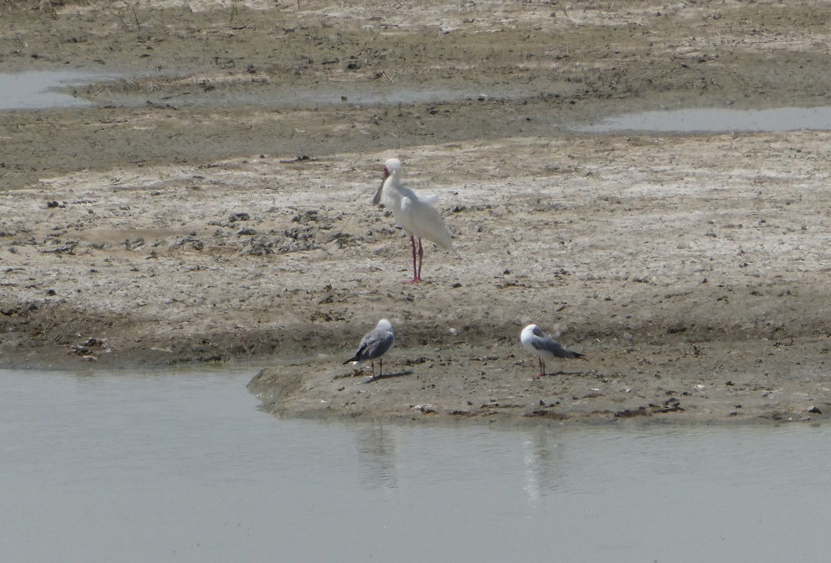 Gray-hooded Gull - ML616595723