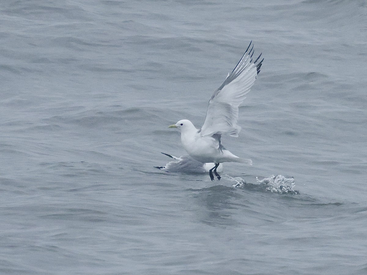 Black-legged Kittiwake - ML616595734