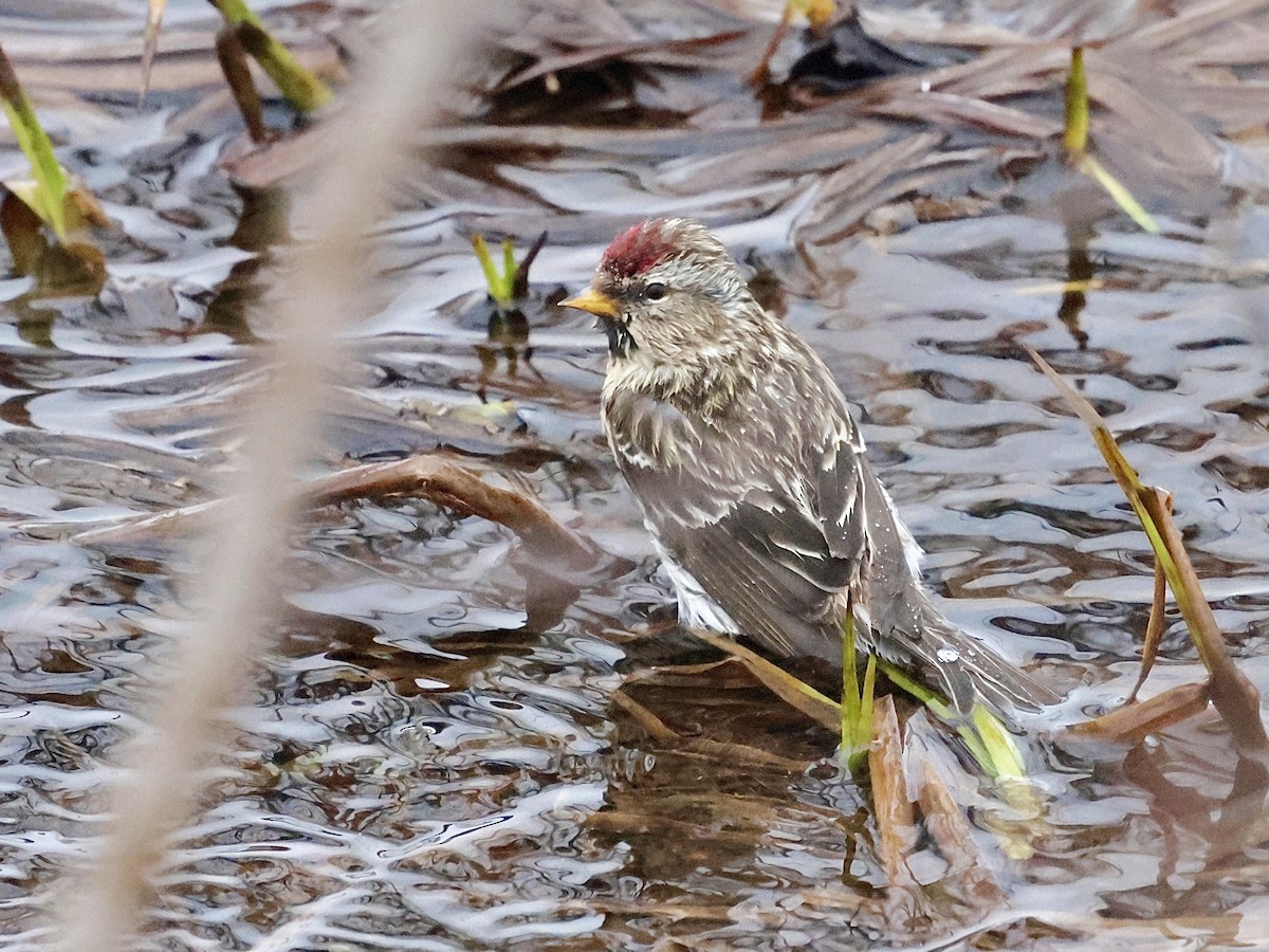 Common Redpoll - ML616595746