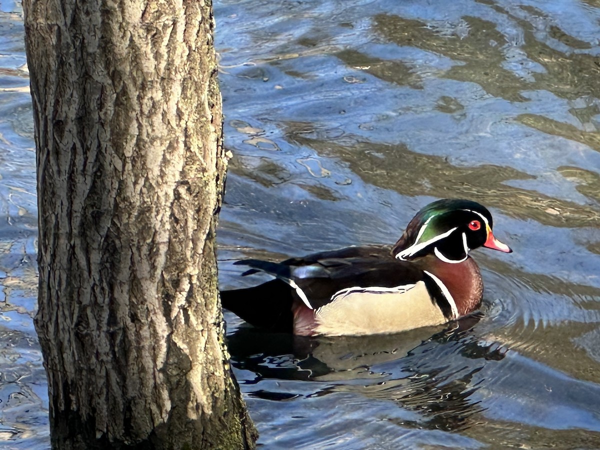 Wood Duck - ML616595747