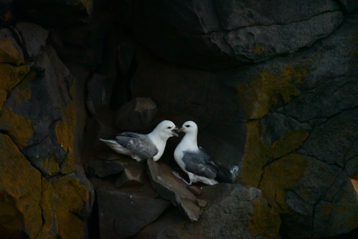 Fulmar boréal - ML616595759