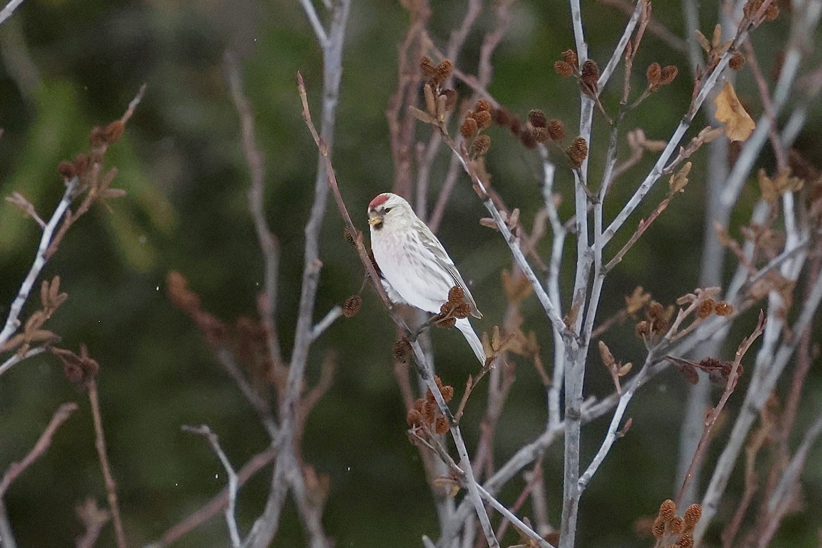 Hoary Redpoll - ML616595767