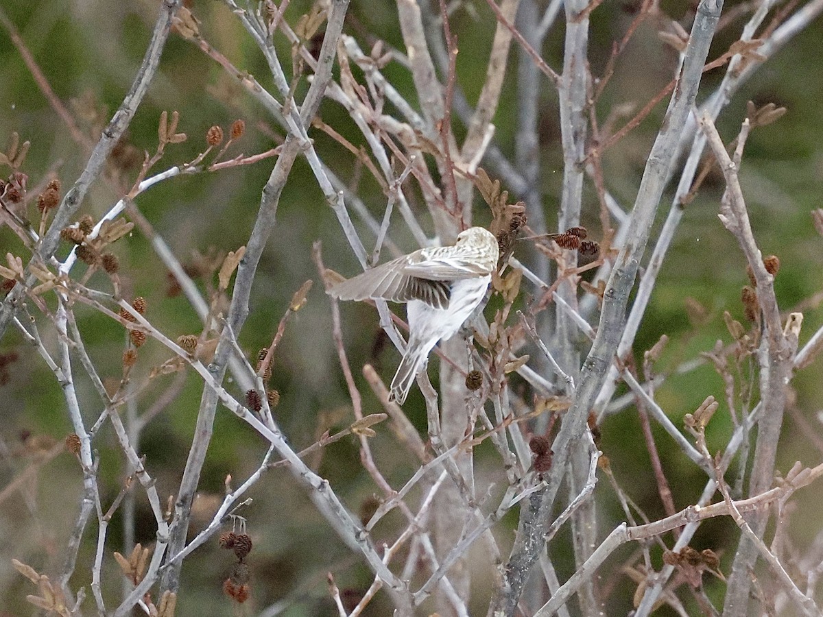 Hoary Redpoll - ML616595768