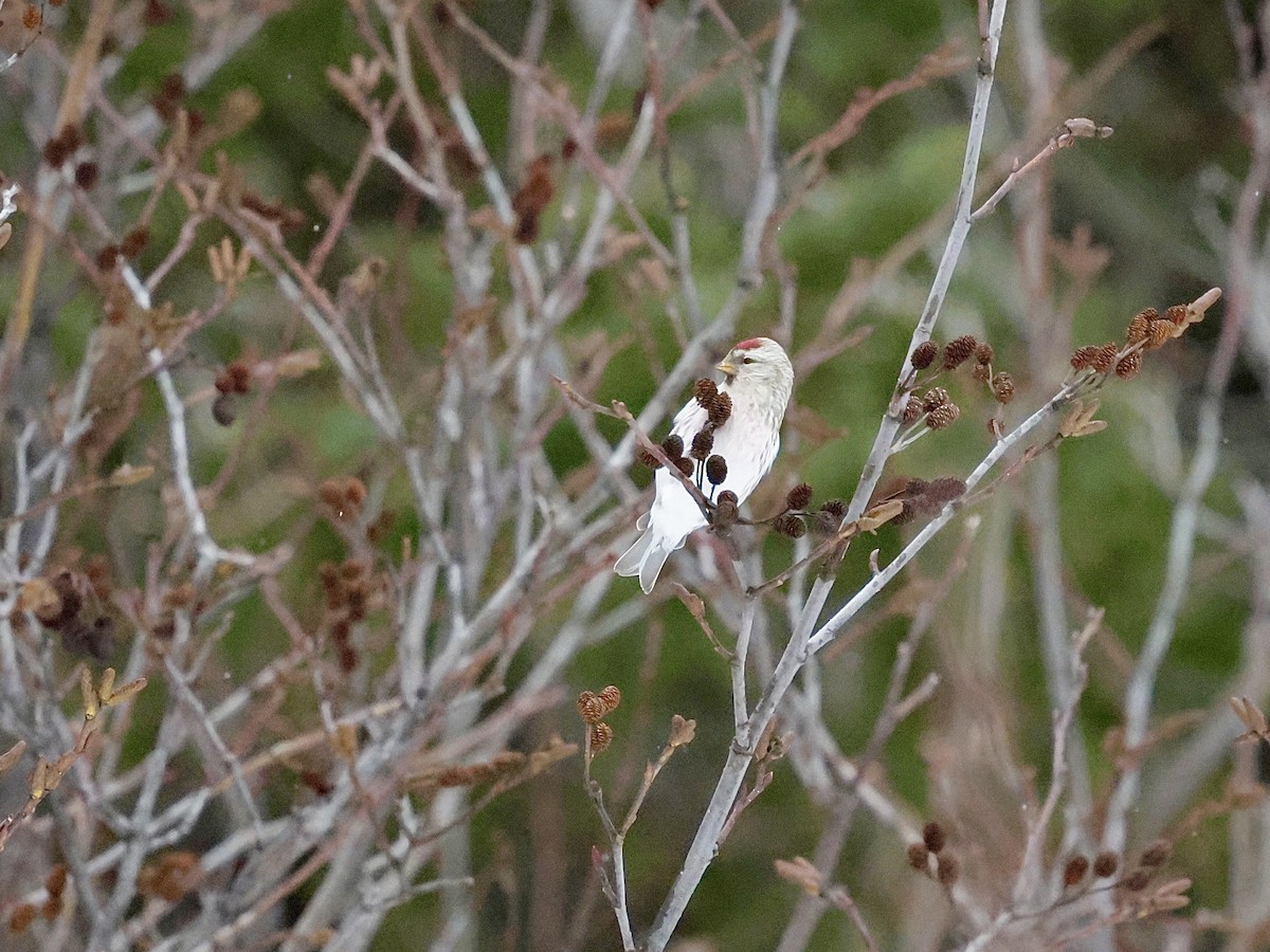 Hoary Redpoll - ML616595769