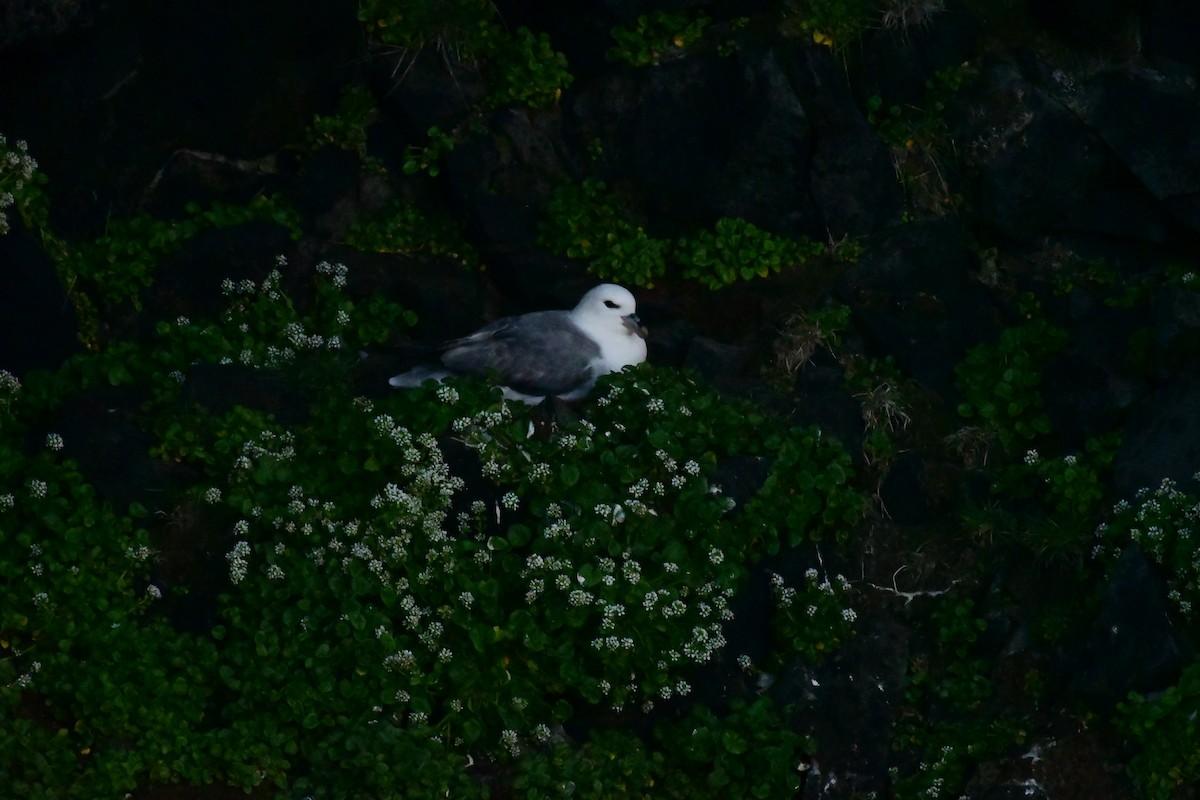 Northern Fulmar - ML616595770