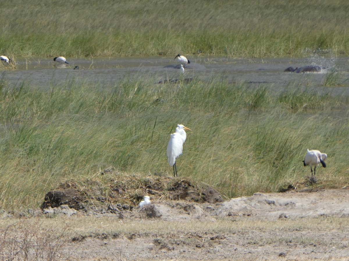 Great Egret - ML616595841