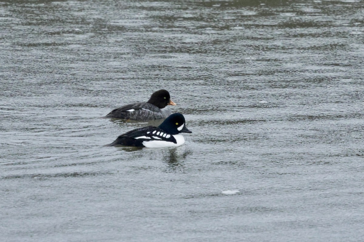 Barrow's Goldeneye - Marie-France Cote