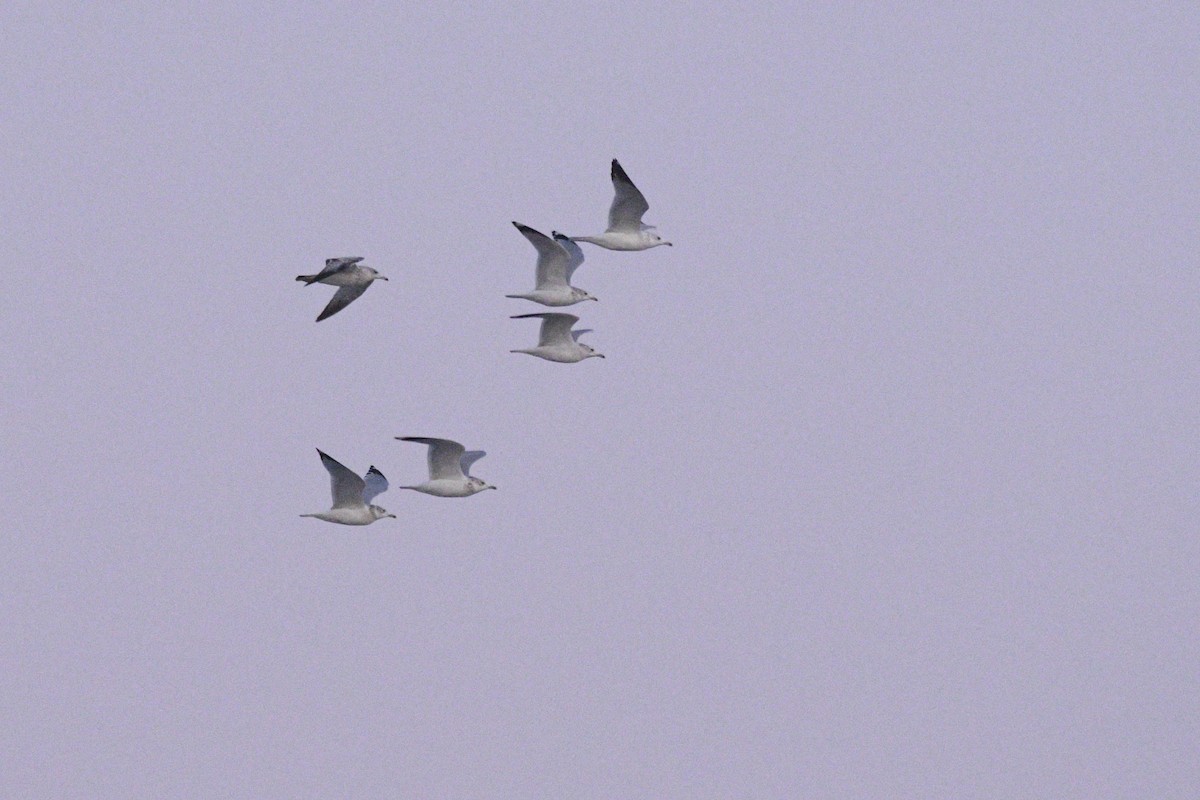 Ring-billed Gull - Daniel Irons