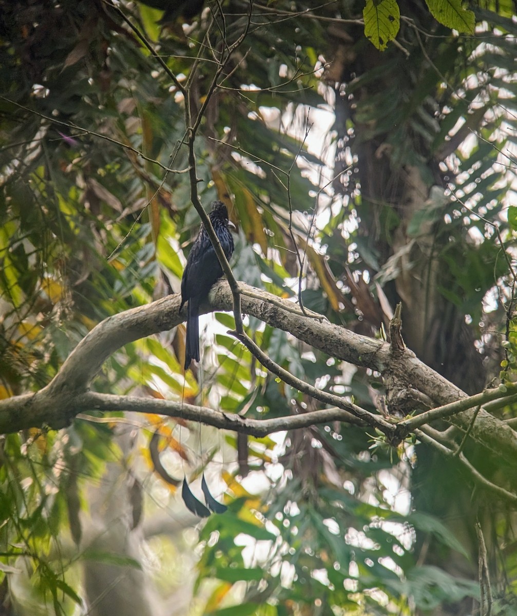 Greater Racket-tailed Drongo - ML616595847