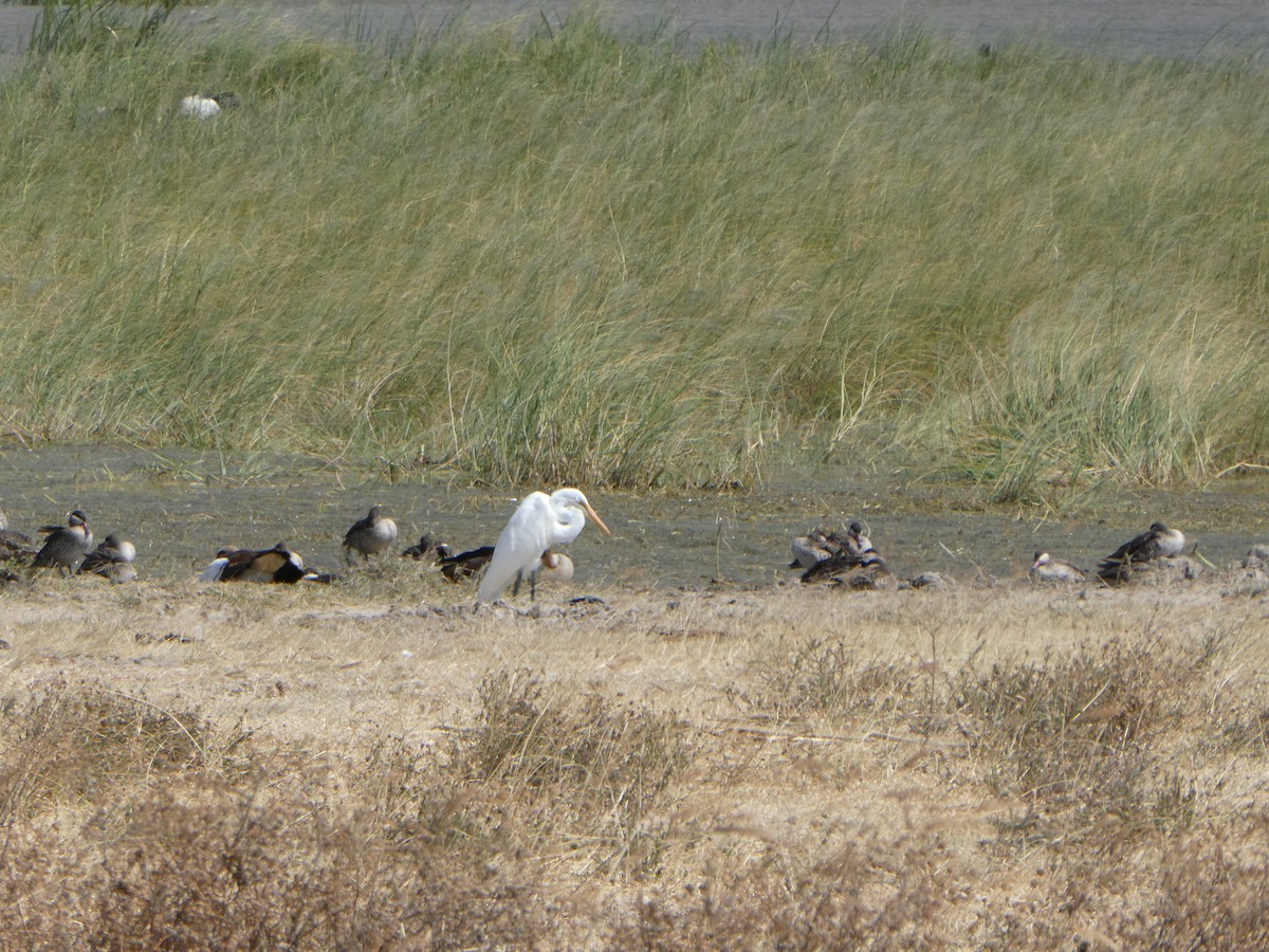 Great Egret - ML616595855