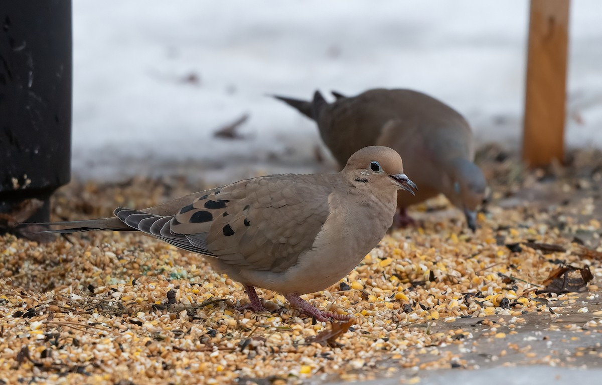 Mourning Dove - Annie Lavoie