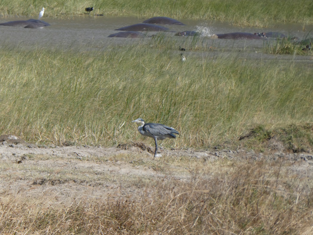 Black-headed Heron - ML616595866