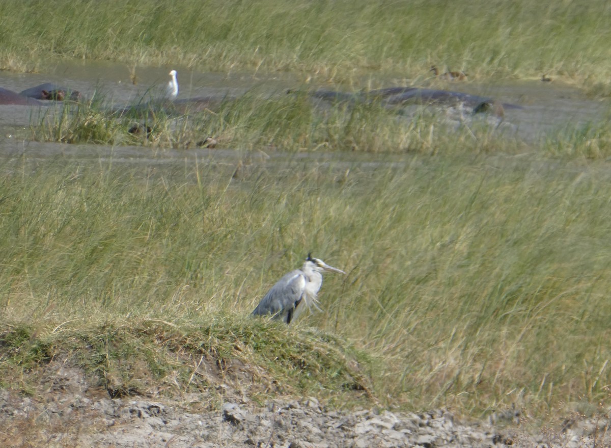 Gray Heron - ML616595873