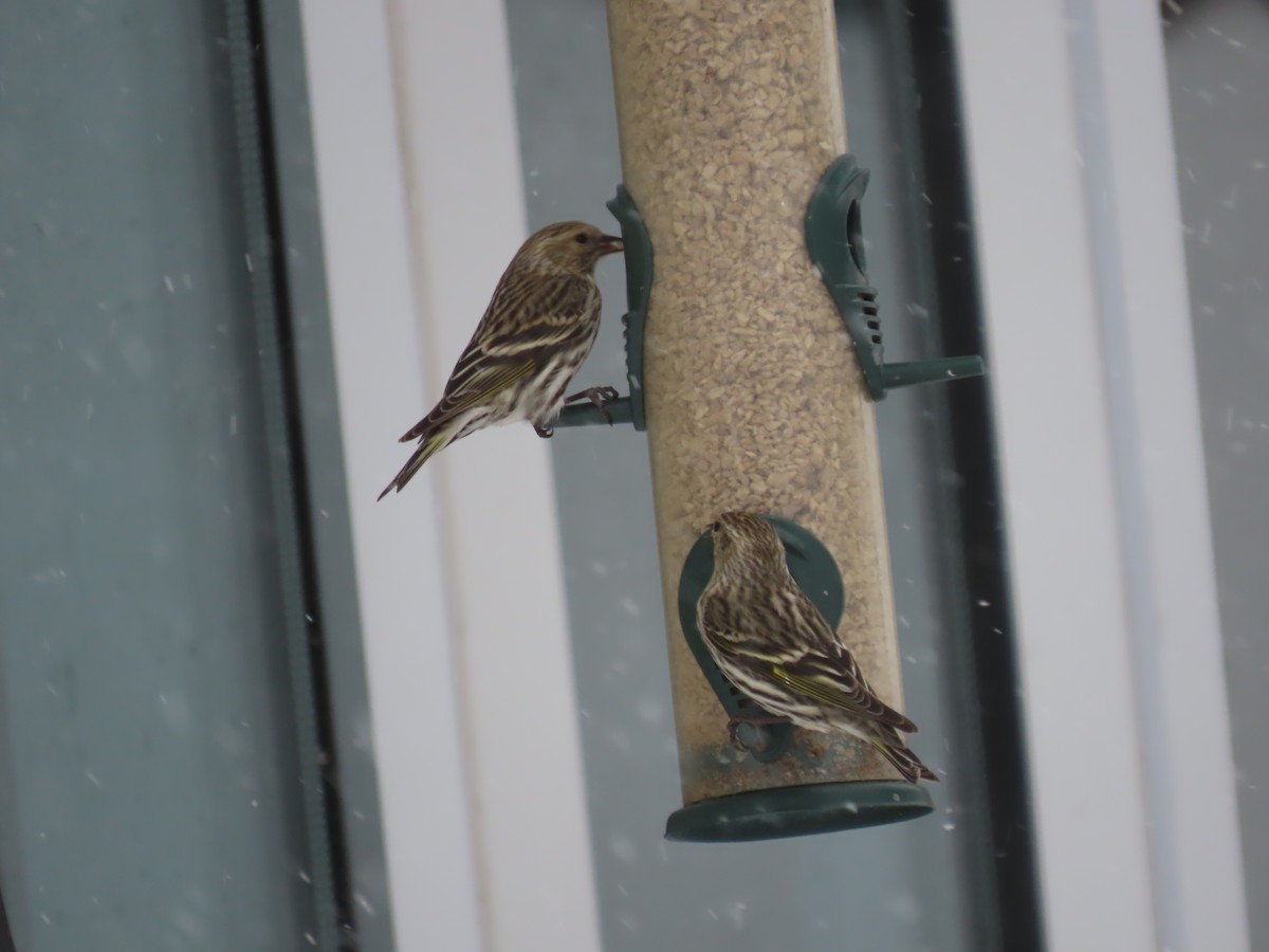 Pine Siskin - Kieran Schnitzspahn