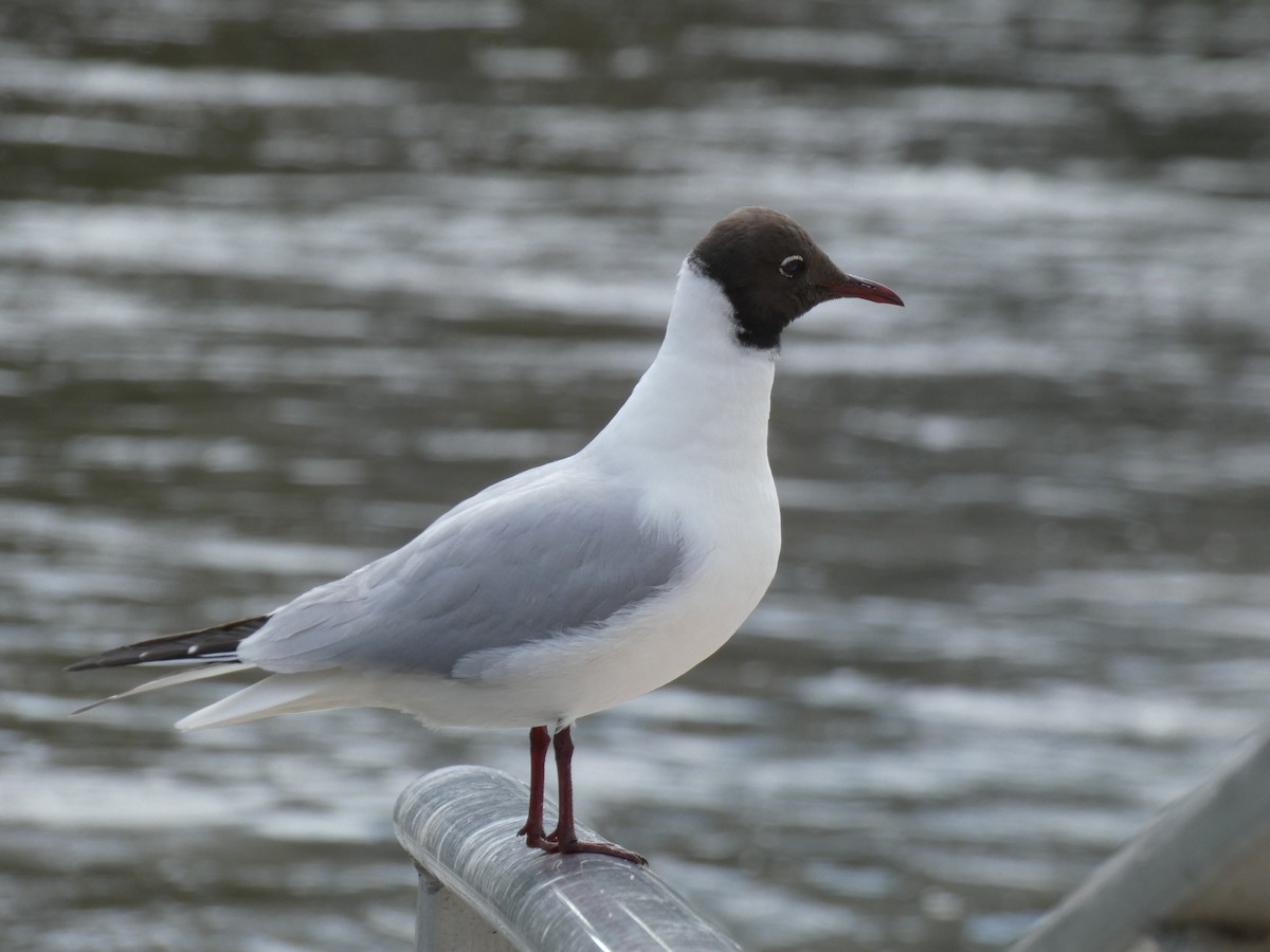 Mouette rieuse - ML616595904