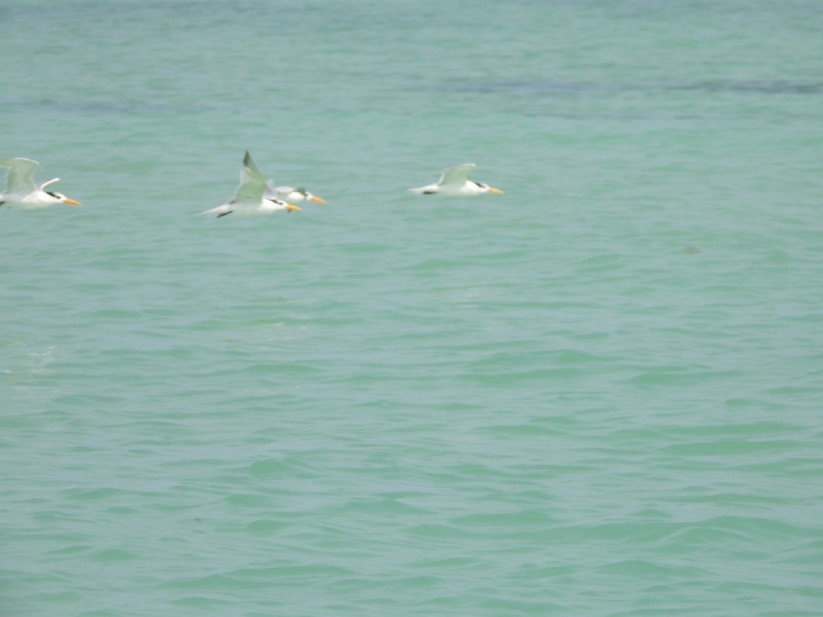 Lesser Crested Tern - ML616595946