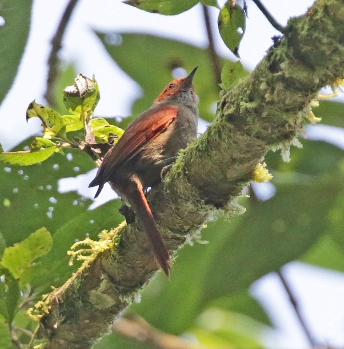 Red-faced Spinetail - ML616595948