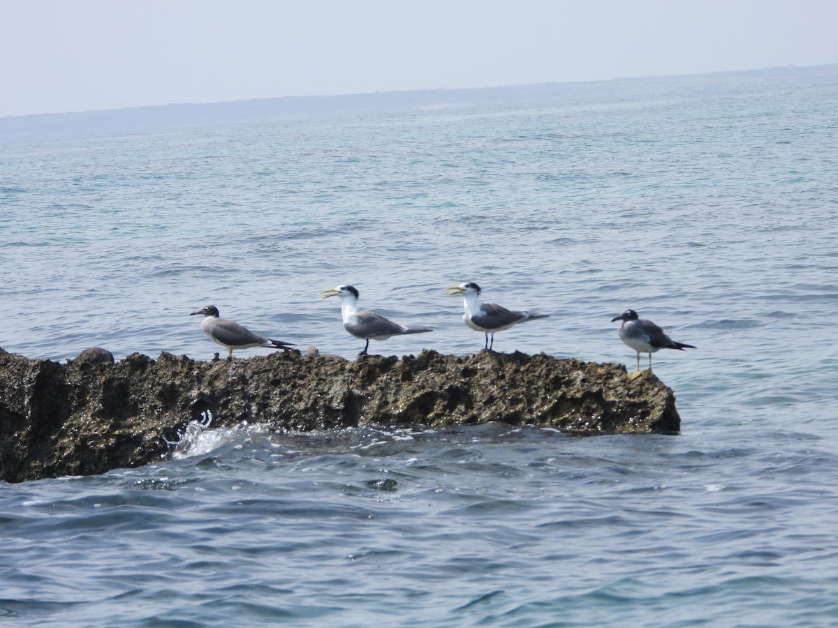 Great Crested Tern - ML616595955