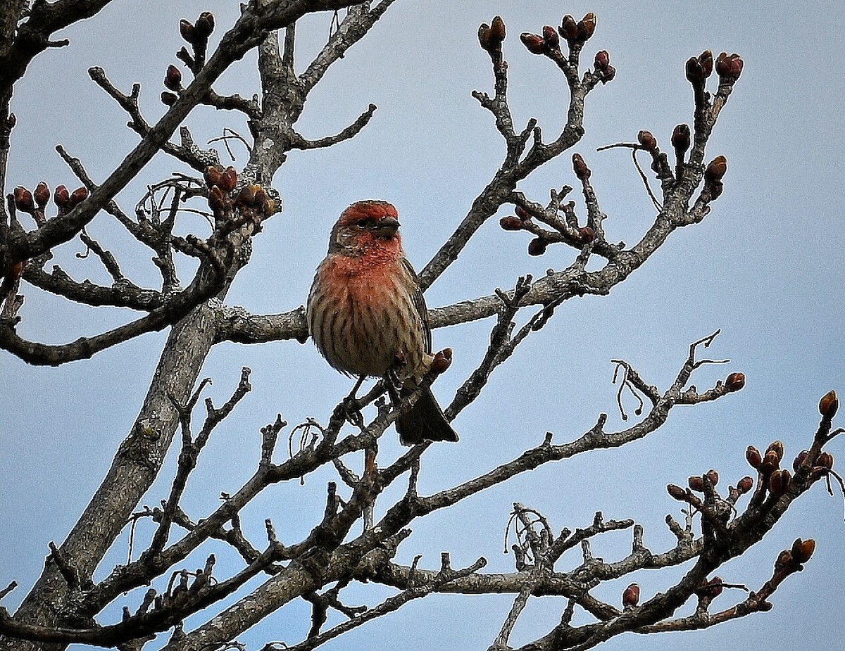 House Finch - ML616595977