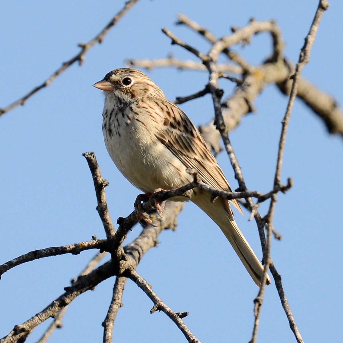 Vesper Sparrow - ML616595998