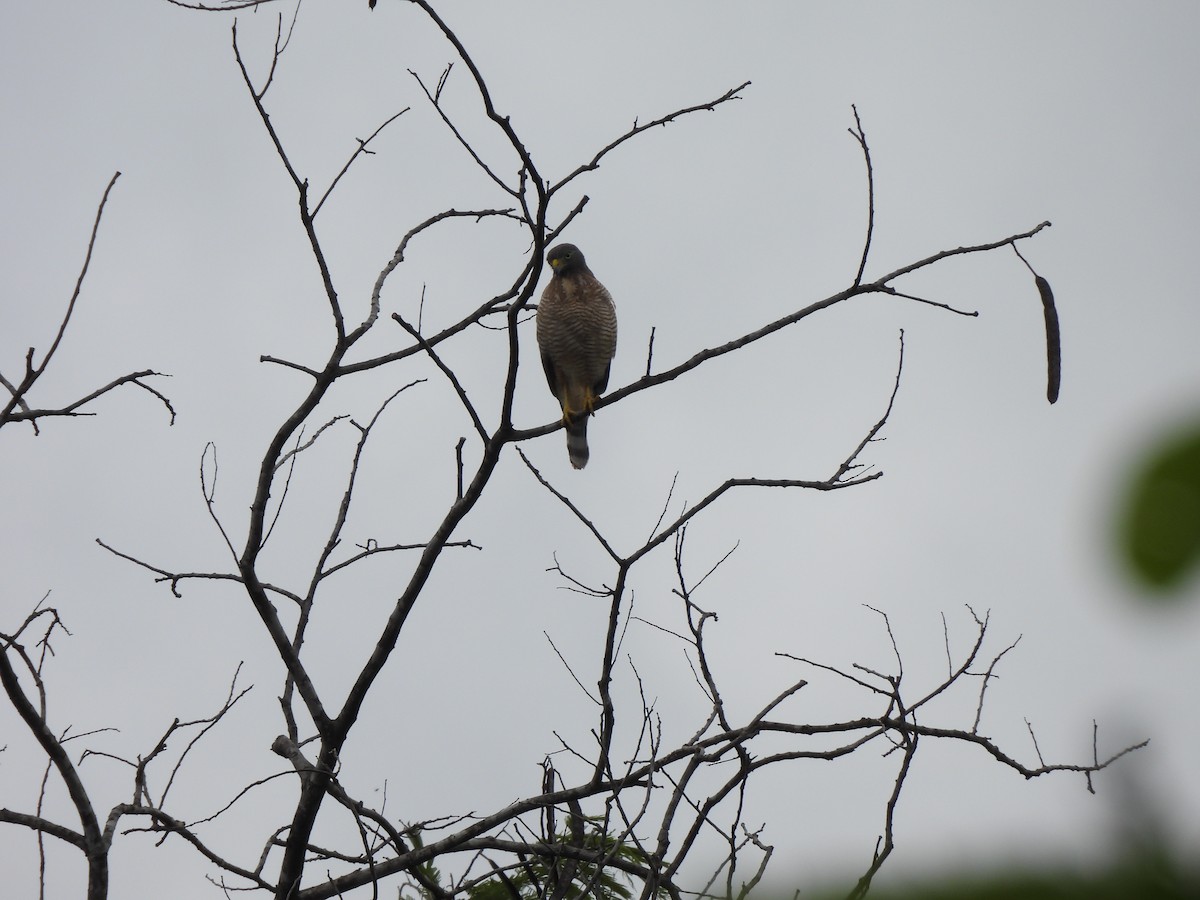 Roadside Hawk - ML616596086