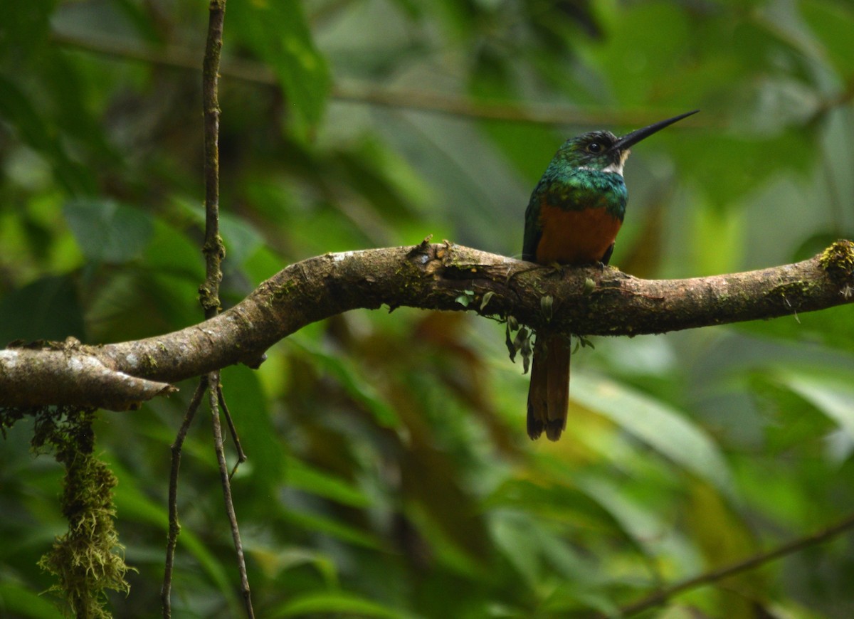 Rufous-tailed Jacamar - ML616596087