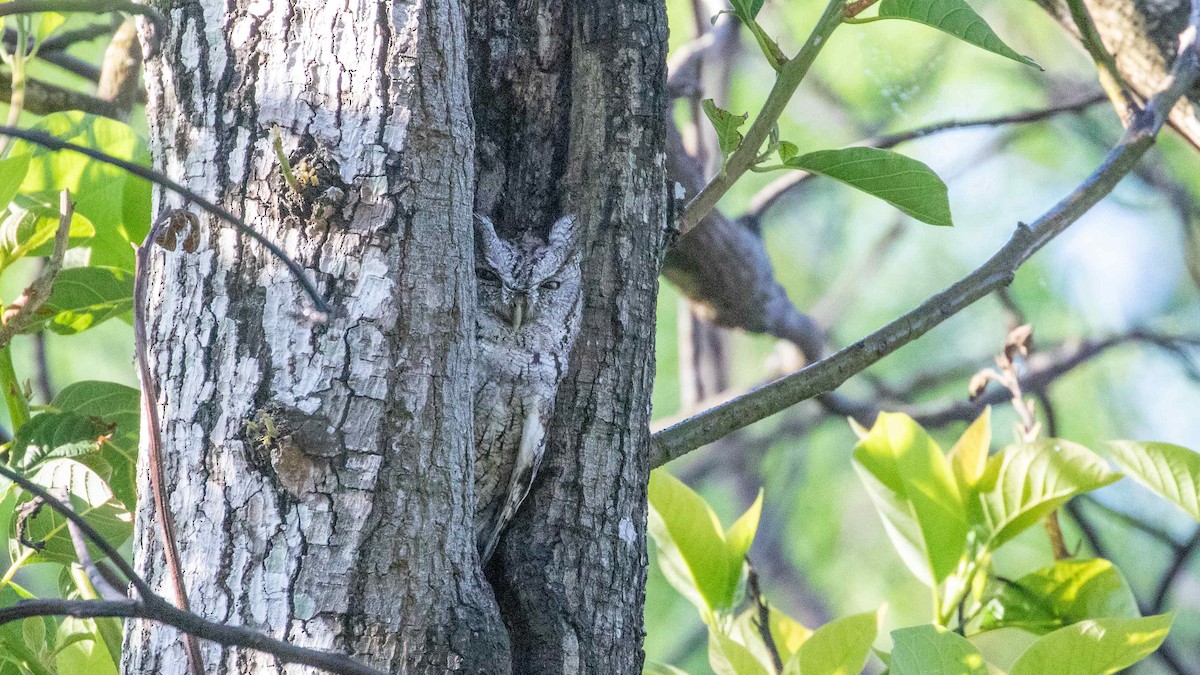 Eastern Screech-Owl (McCall's) - Ivar Husa