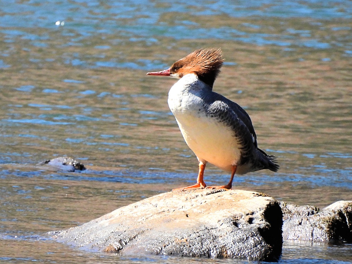 Common Merganser - Jennifer (and Scott) Martin