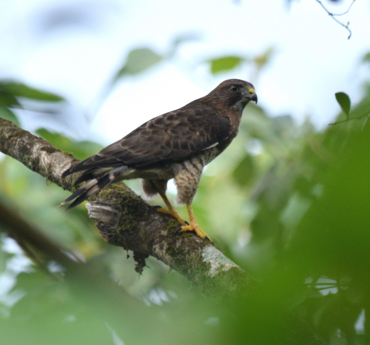 Broad-winged Hawk - ML616596247