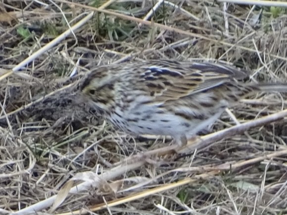 Savannah Sparrow - ML616596276