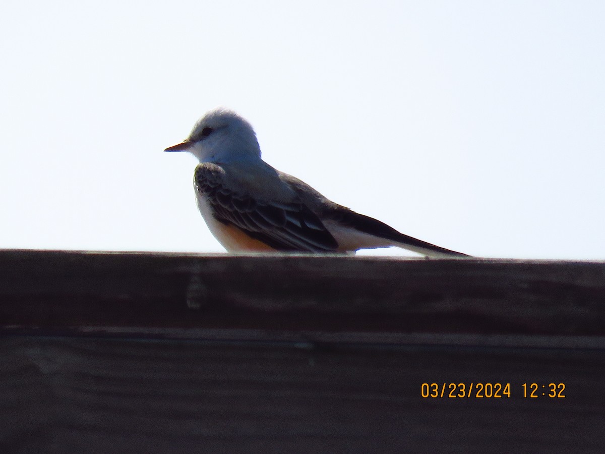 Scissor-tailed Flycatcher - ML616596319