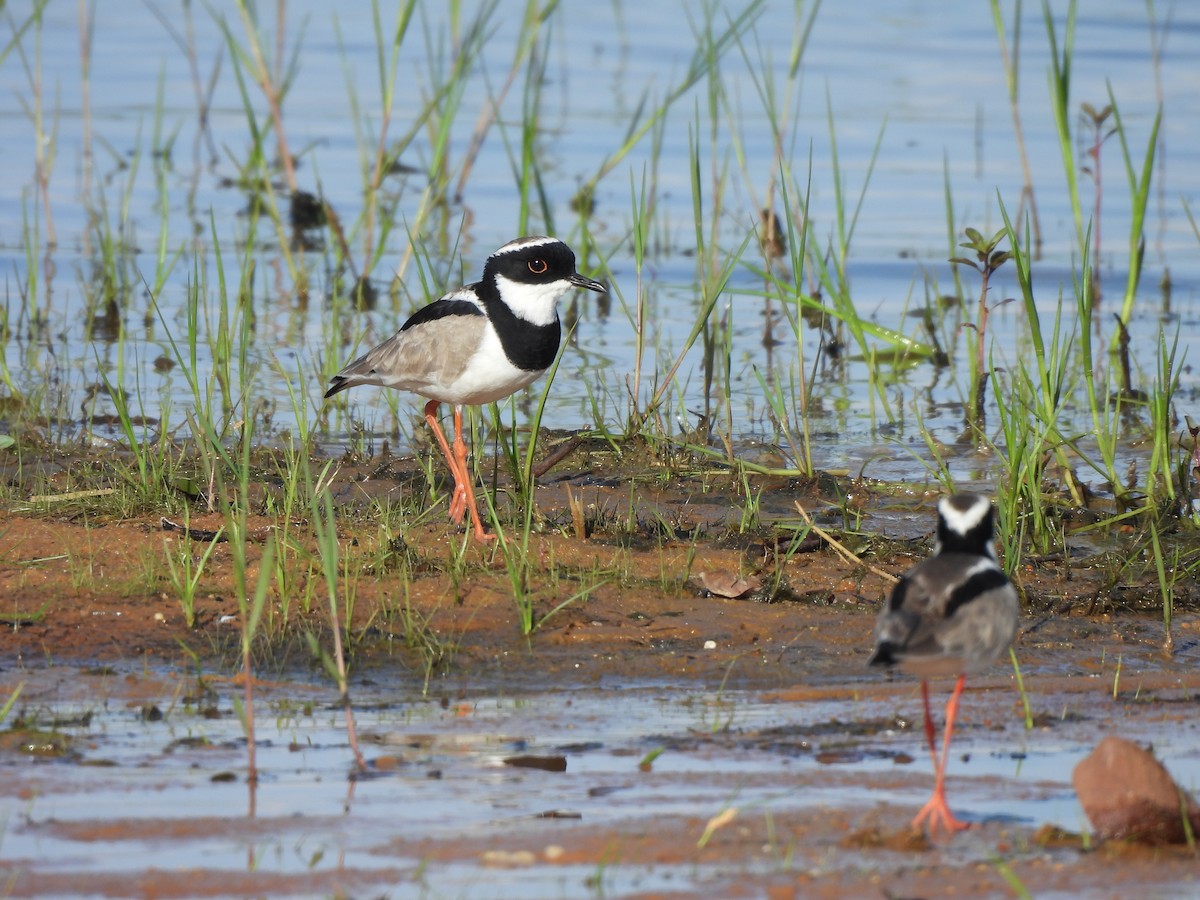 Pied Plover - Iza Alencar