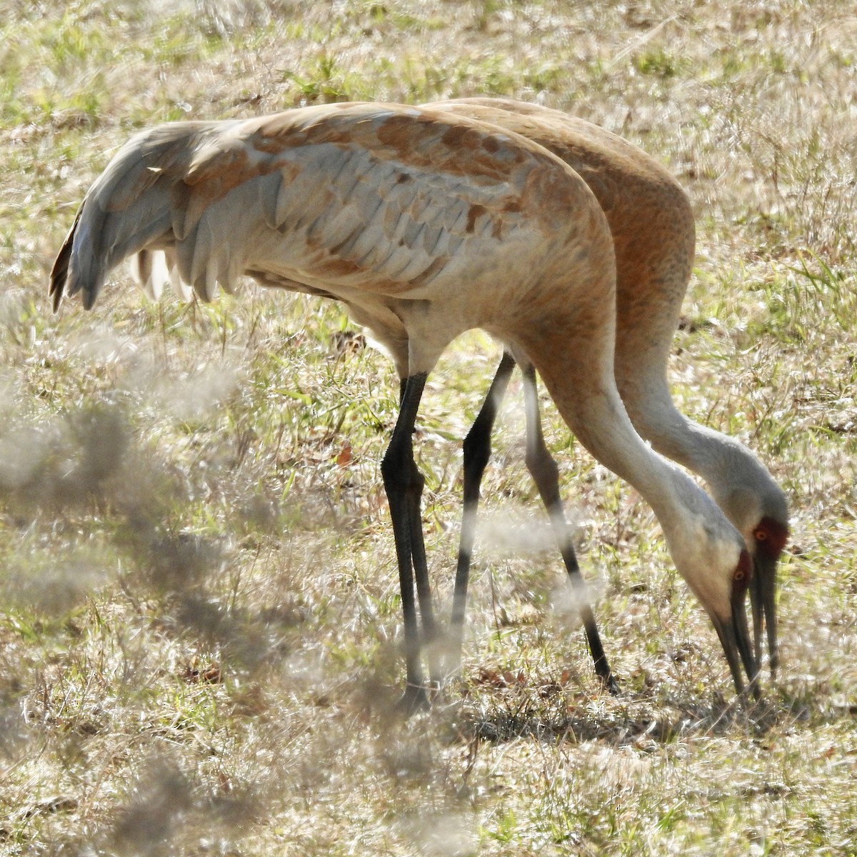 Sandhill Crane - ML616596348