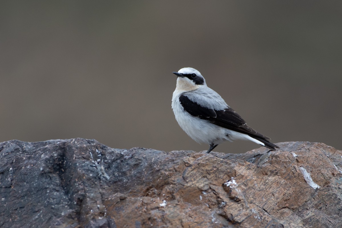 Northern Wheatear (Eurasian) - Grigory Evtukh