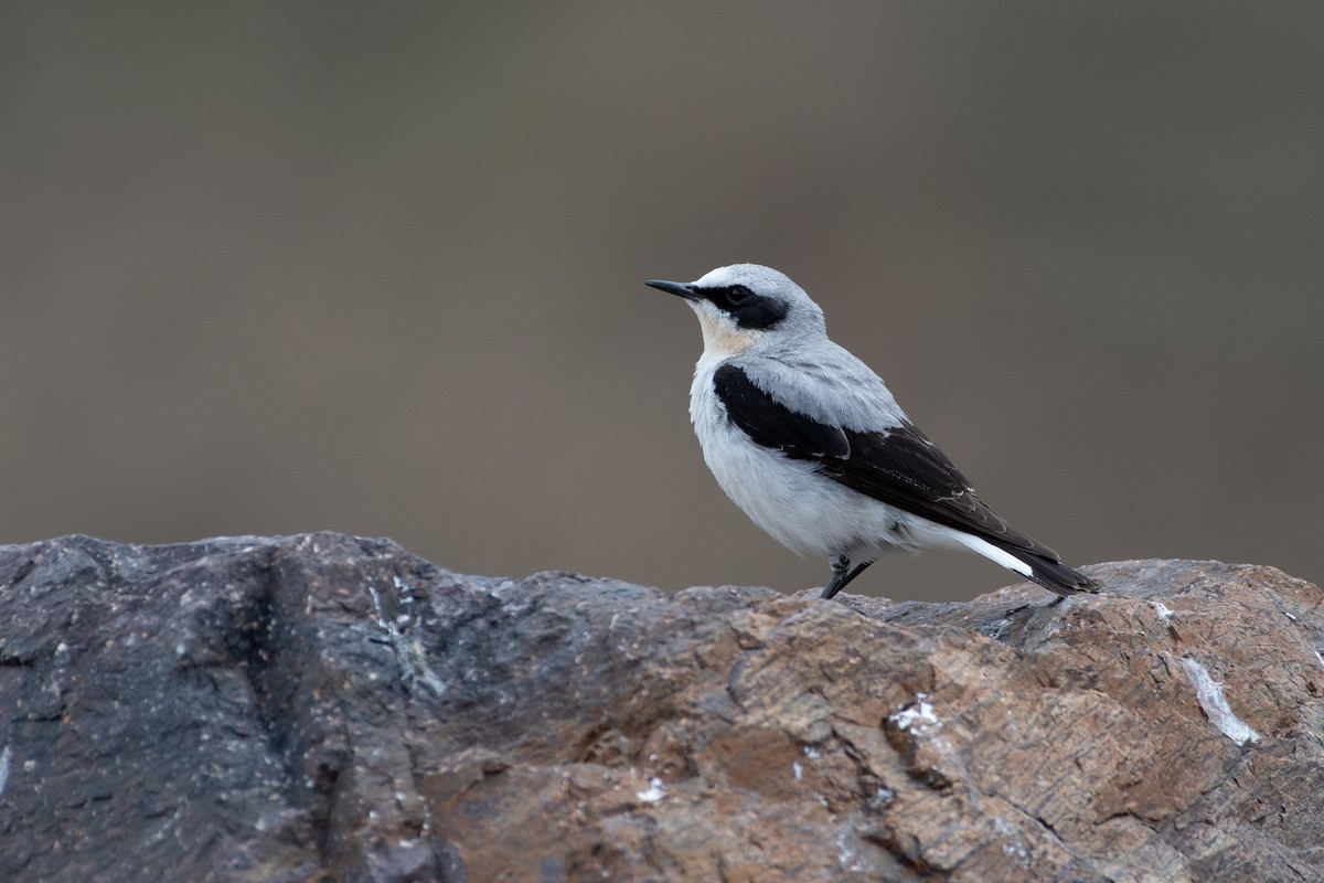 Steinschmätzer (oenanthe/libanotica) - ML616596397