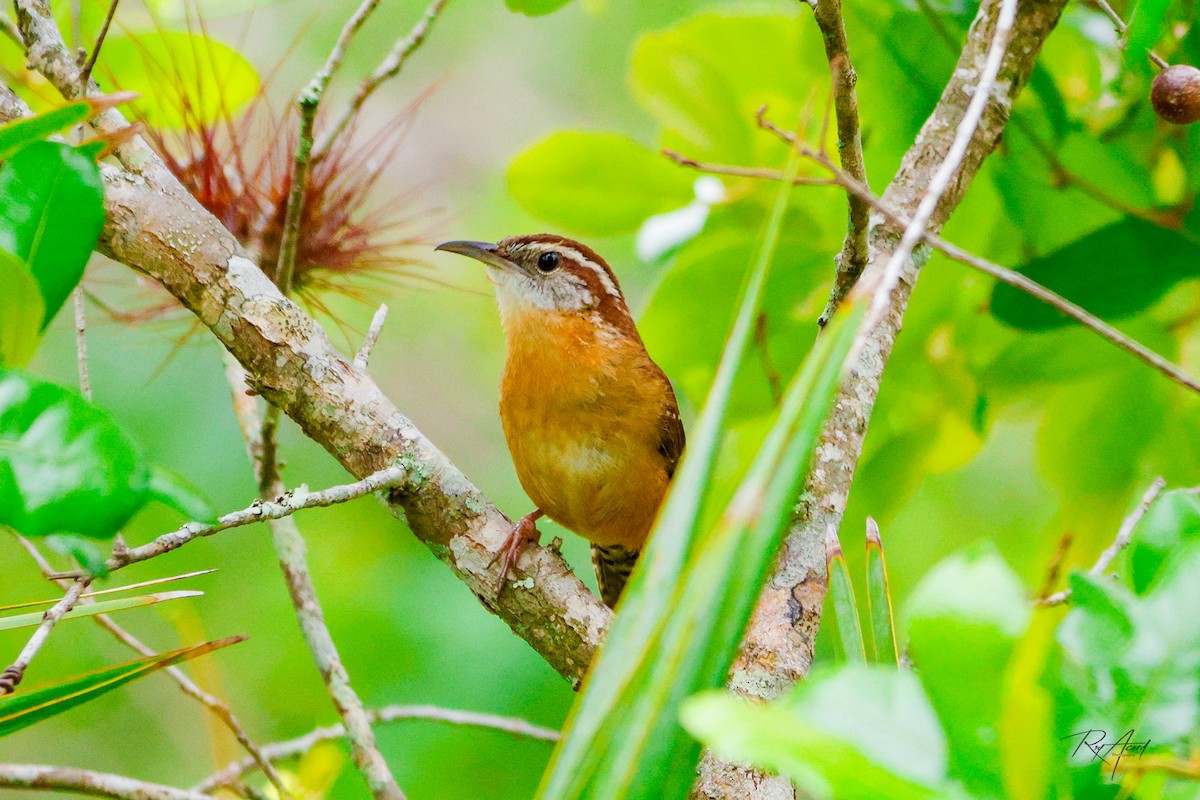 Carolina Wren - ML616596444