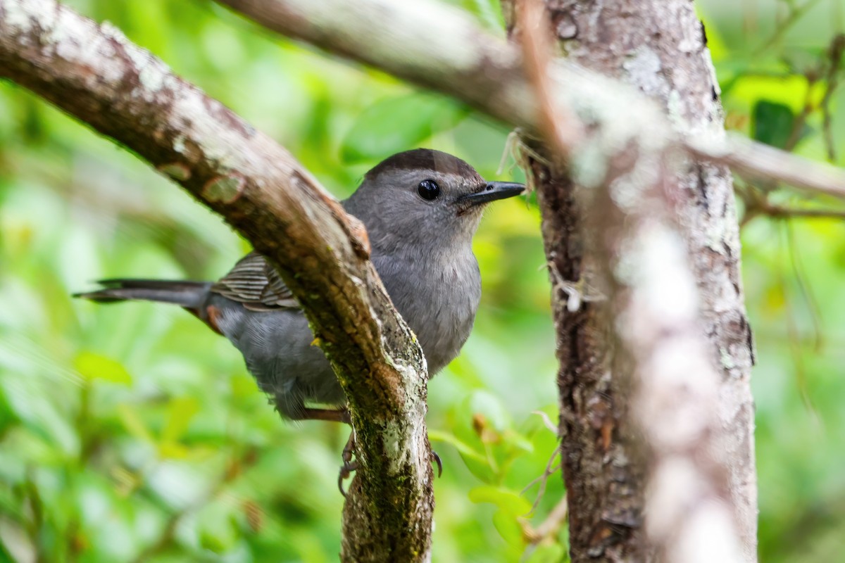 Gray Catbird - ML616596450