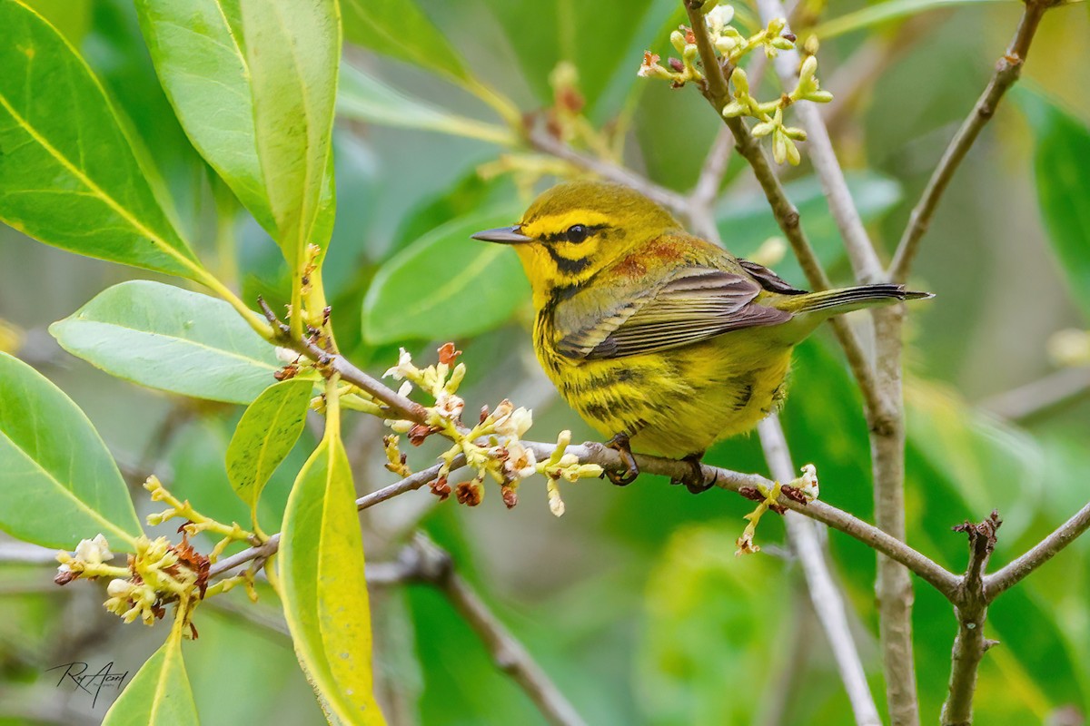 Prairie Warbler - ML616596483